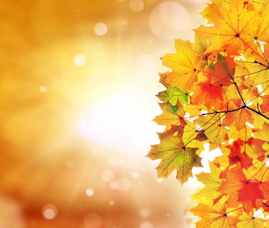 Sonbahar yaprakları arka planda bulanık. Sonbahar konsepti.