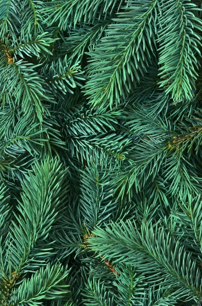 Background Many Green Christmas Tree Branches — Stock Photo, Image