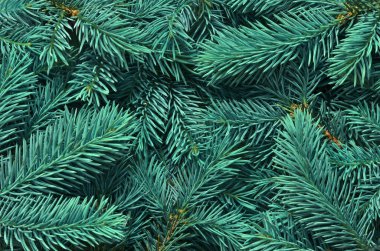 Bir çok yeşil Noel ağacının arka planı.