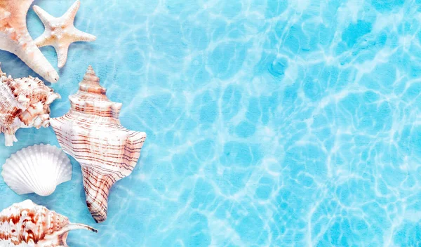 Muscheln Und Seesterne Sommerstrand Meerwasser Sommer Hintergrund Sommerzeit — Stockfoto