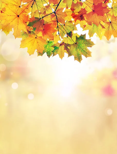 Autumn Leaves Fall Blurred Background Autumn Concept — Stock Photo, Image