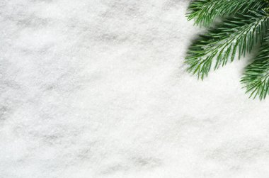 Beyaz karlı arkaplanda çam ağacı dalı izole edildi.