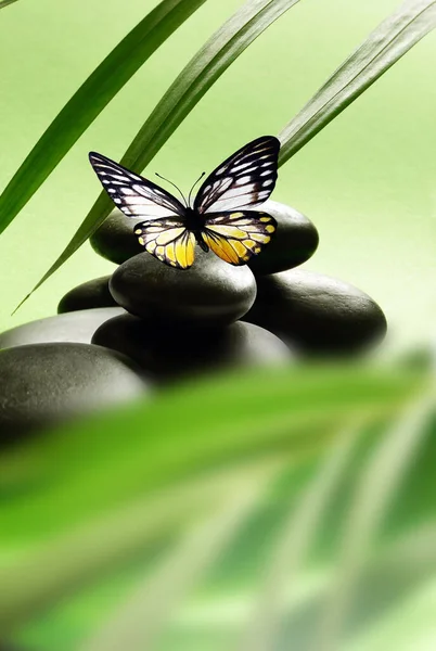 Спа Камені Пальмовою Гілкою Метеликом Світлому Фоні Концепція Спа — стокове фото