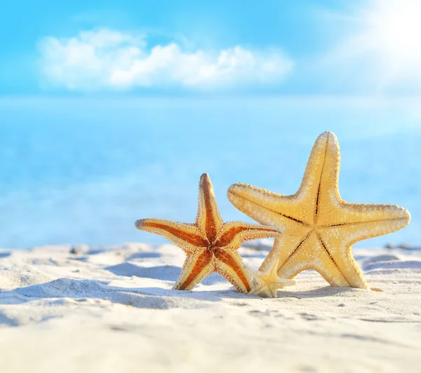 Estrella de mar en la playa — Foto de Stock