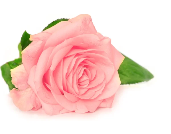 Rose — Stock Photo, Image