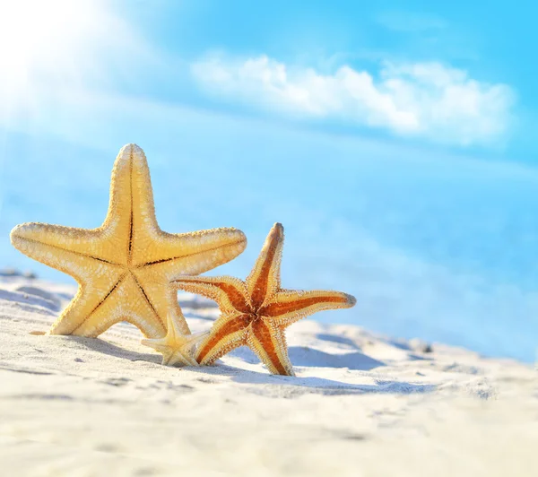 Starfish on the beach — Stock Photo, Image