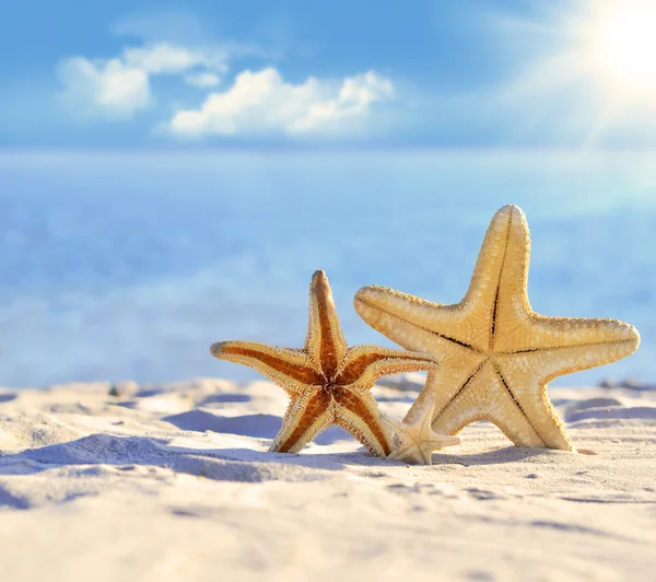 Estrella de mar en la playa — Foto de Stock