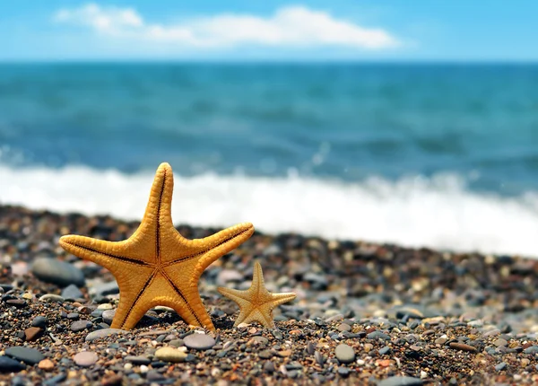 Starfish on the beach — Stock Photo, Image