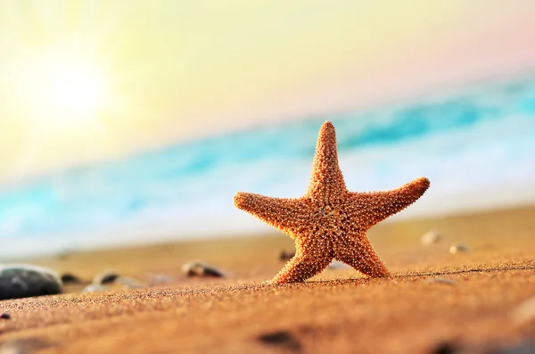 Estrella de mar en la playa — Foto de Stock