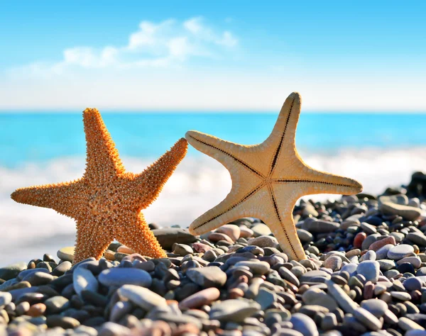 Stelle marine — Foto Stock