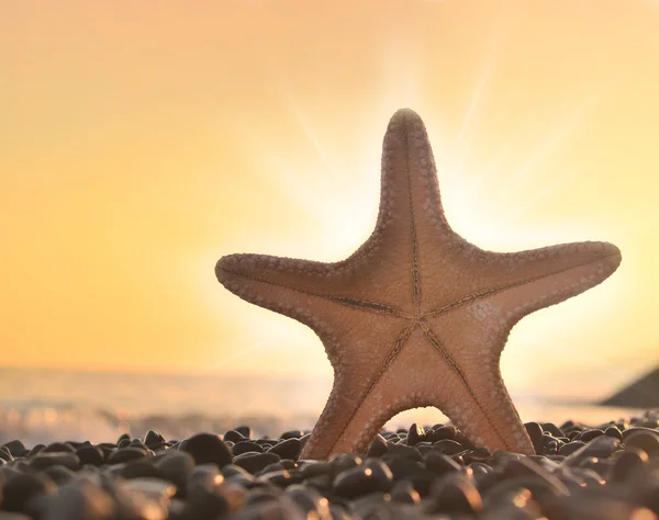 Starfish — Stock Photo, Image