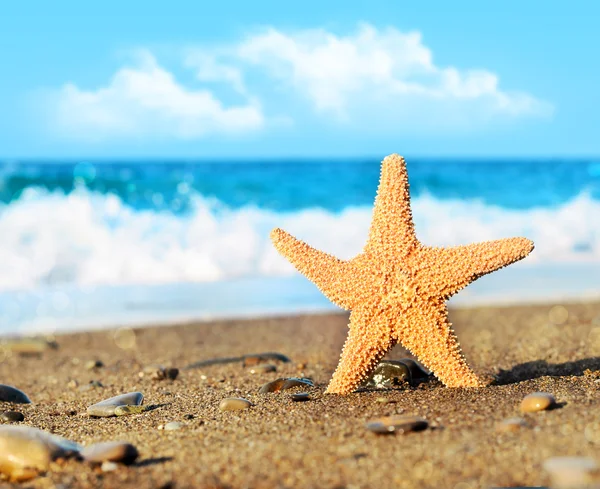 Estrella de mar en la playa — Foto de Stock