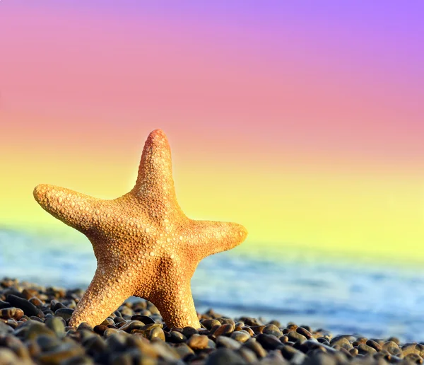 Stelle marine sulla spiaggia — Foto Stock