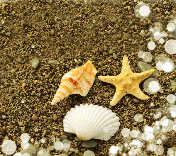 Conchas marinhas — Fotografia de Stock