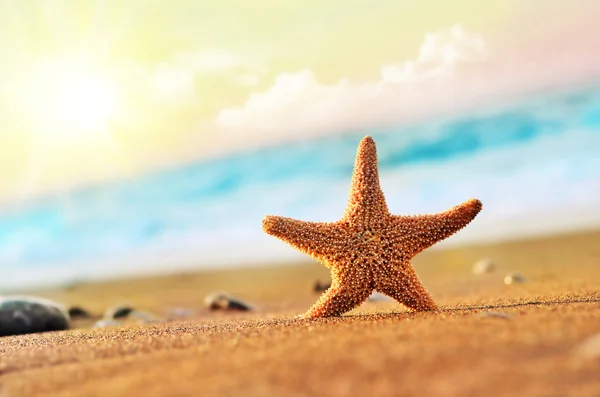 Estrella de mar en la playa — Foto de Stock