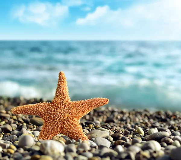 Stelle marine sulla spiaggia — Foto Stock