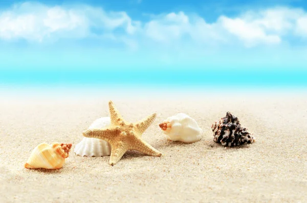 Starfish on the beach.Summer beach — Stock Photo, Image