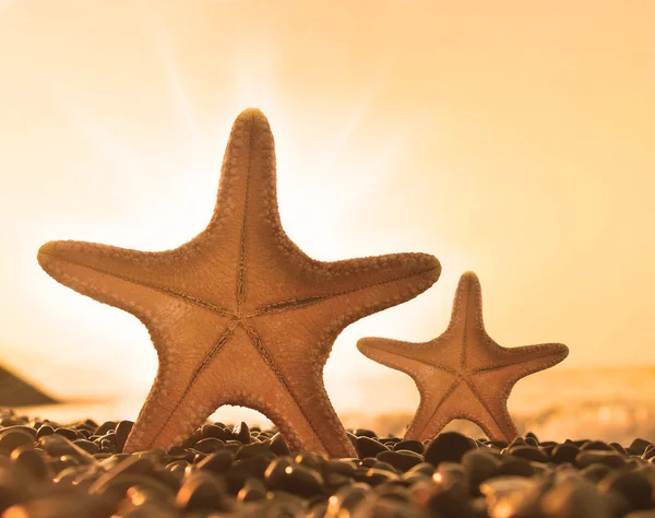Rozgwiazda na plaży. Lato plaża — Zdjęcie stockowe
