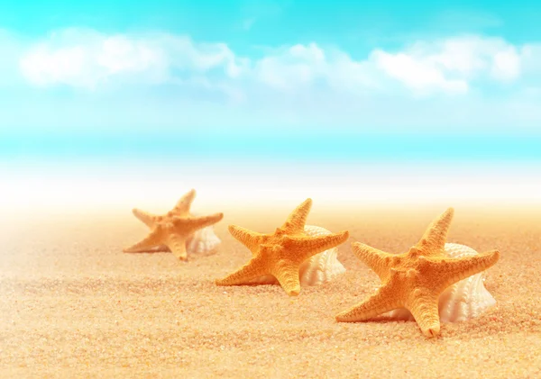 Estrella de mar en la playa.Playa de verano — Foto de Stock