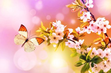 Butterfly on a cherry branch