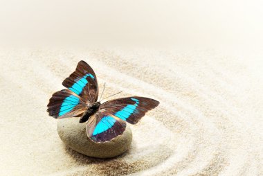 Butterfly Prepona Laerte on the sand