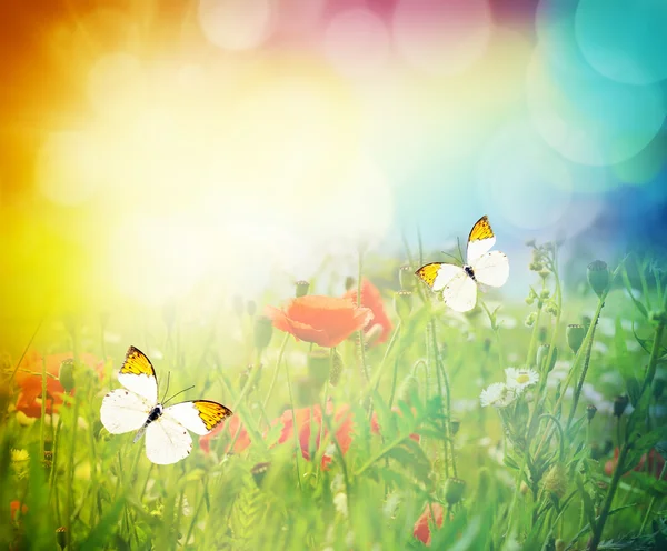 Butterfly on a summer sunny meadow — Stock Photo, Image