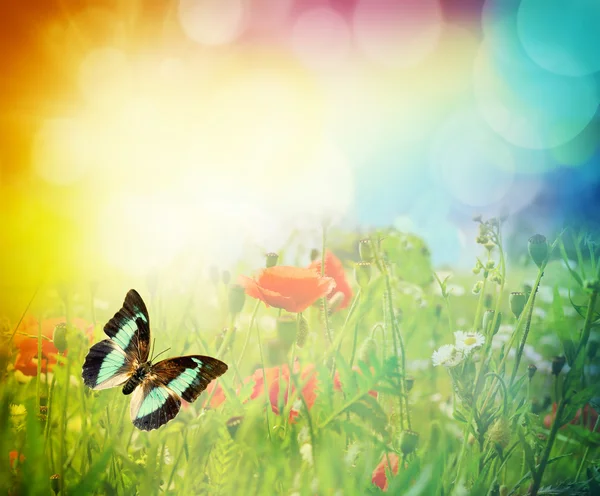 Butterfly on a summer sunny meadow — 图库照片