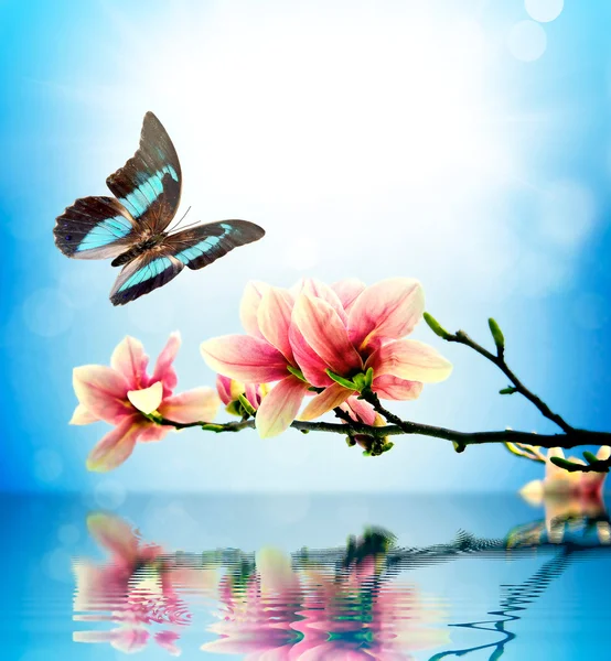 Butterfly en flower magnolia — Stockfoto