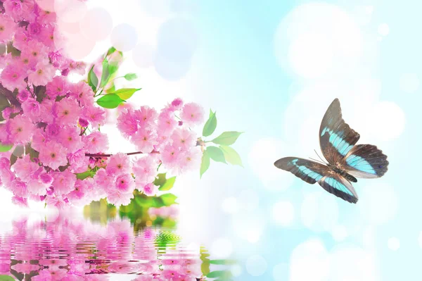 蝶と花の桜 — ストック写真