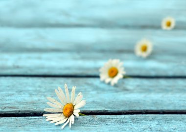 mavi bir arka plan üzerinde çiçek