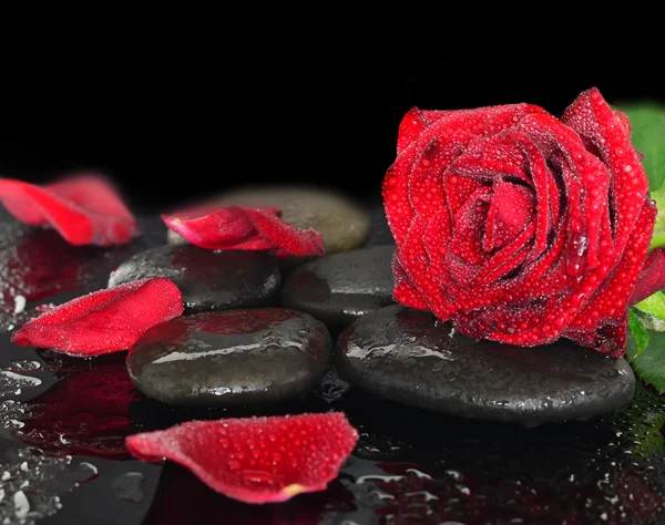 Red rose, petal and black stones — Zdjęcie stockowe