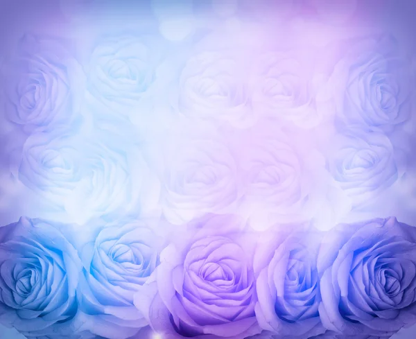 Fundo de rosas azuis . — Fotografia de Stock