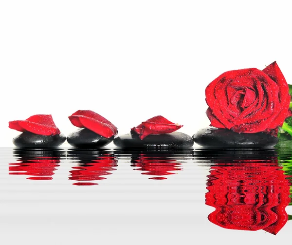 Rose and petals on the black stones. — Stock Photo, Image