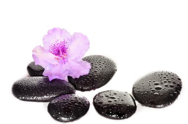 Pembe çiçek ve siyah taşlar. Spa konsept.