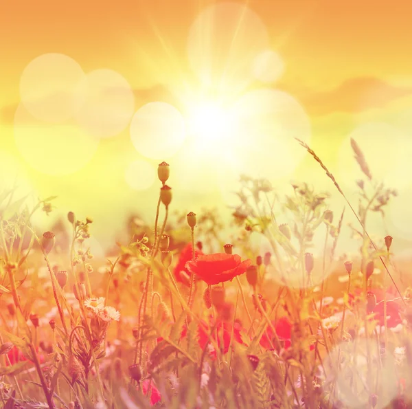 Summer meadow. Poppy flower background. — 图库照片