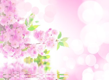 Bahar. Sakura çiçek.