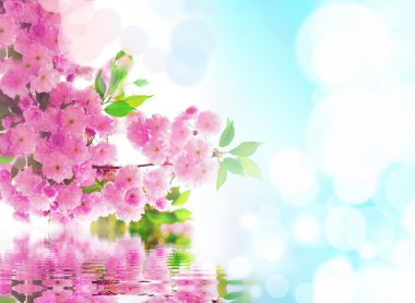 Bahar. Sakura çiçek.
