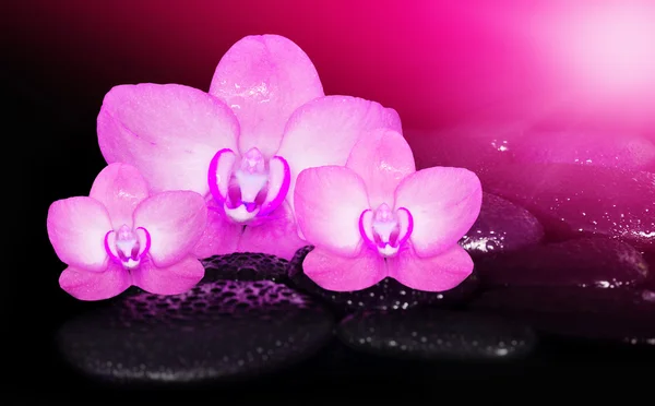 花ピンクの蘭の花と黒い石 — ストック写真
