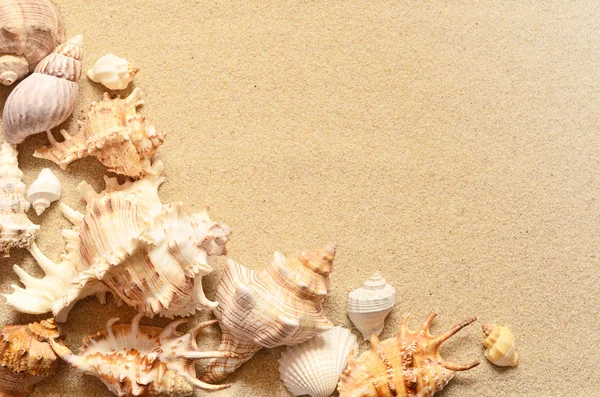 砂を背景にした貝殻は. — ストック写真