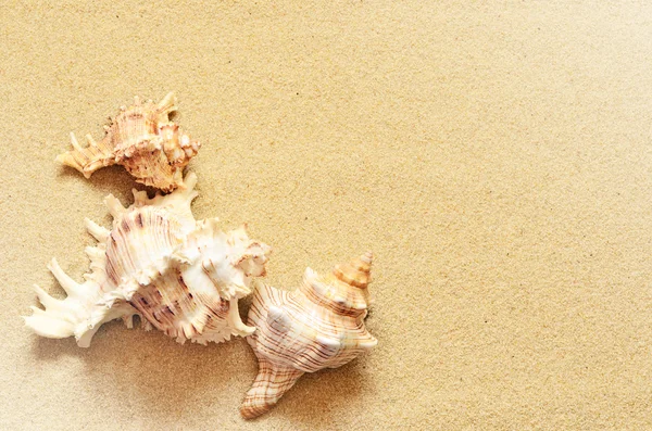 Морські мушлі з піском як фон . — стокове фото