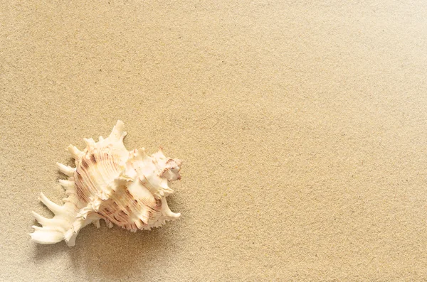 Морська мушля з піском як фон — стокове фото