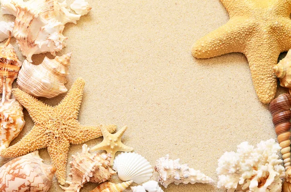 Seashells na praia tropical — Fotografia de Stock