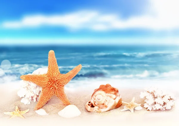 Conchas marinas en la orilla del mar en la playa tropical — Foto de Stock