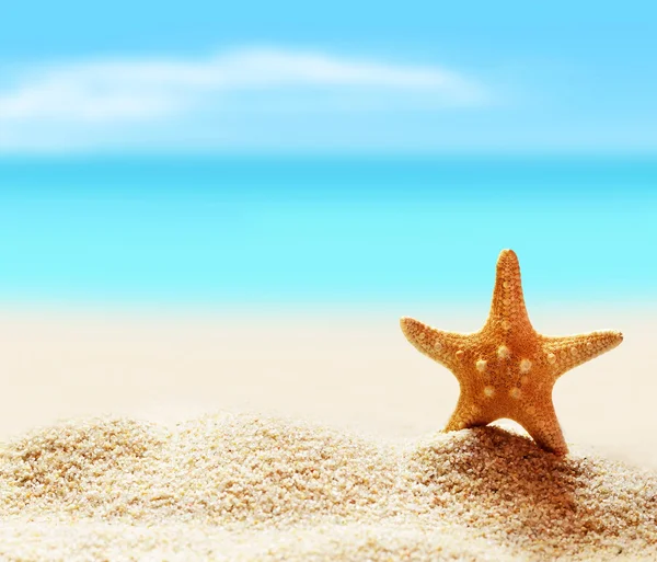 Морская звезда на берегу моря — стоковое фото