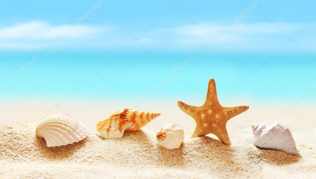 Seashells on seashore in tropical beach