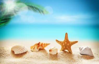  Deniz kumlu plaj ve palm