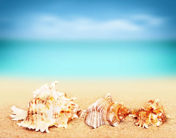 砂浜のビーチで貝殻 — ストック写真