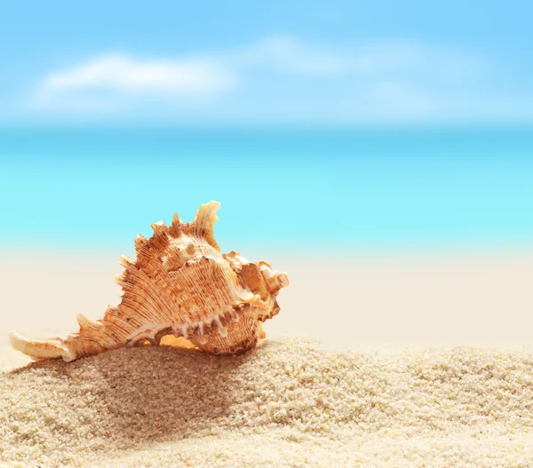 Coquillage sur la plage de sable fin — Photo