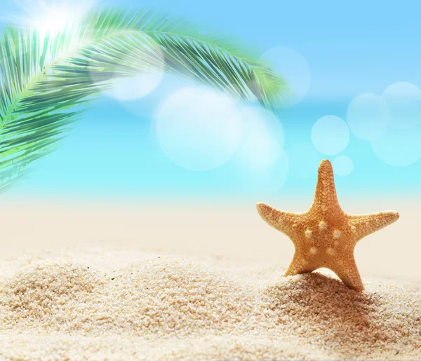 Estrela do mar na praia de areia e palma — Fotografia de Stock