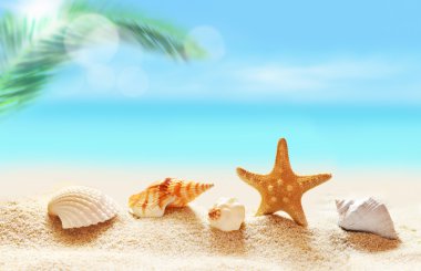  Deniz kumlu plaj ve palm